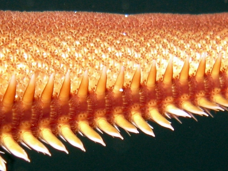 Astropecten bispinosus (Otto, 1823)